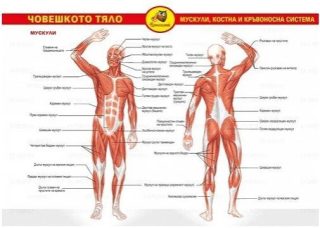 Помагалник по биология: Човешкото тяло